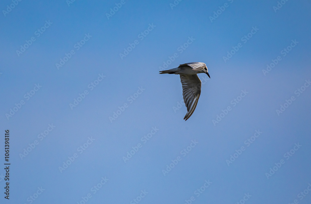 A bird wing with outstretched wings A bird wing with outstretched wings