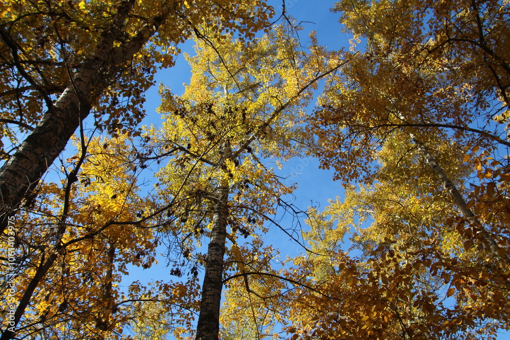 autumn leaves against sky