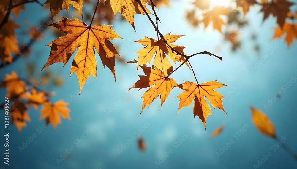 Autumn transparent leaves over blue background Autumn transparent leaves over blue background