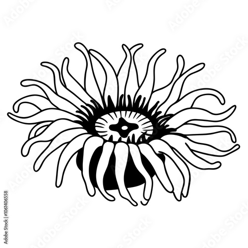 Anemone Line Art Vector