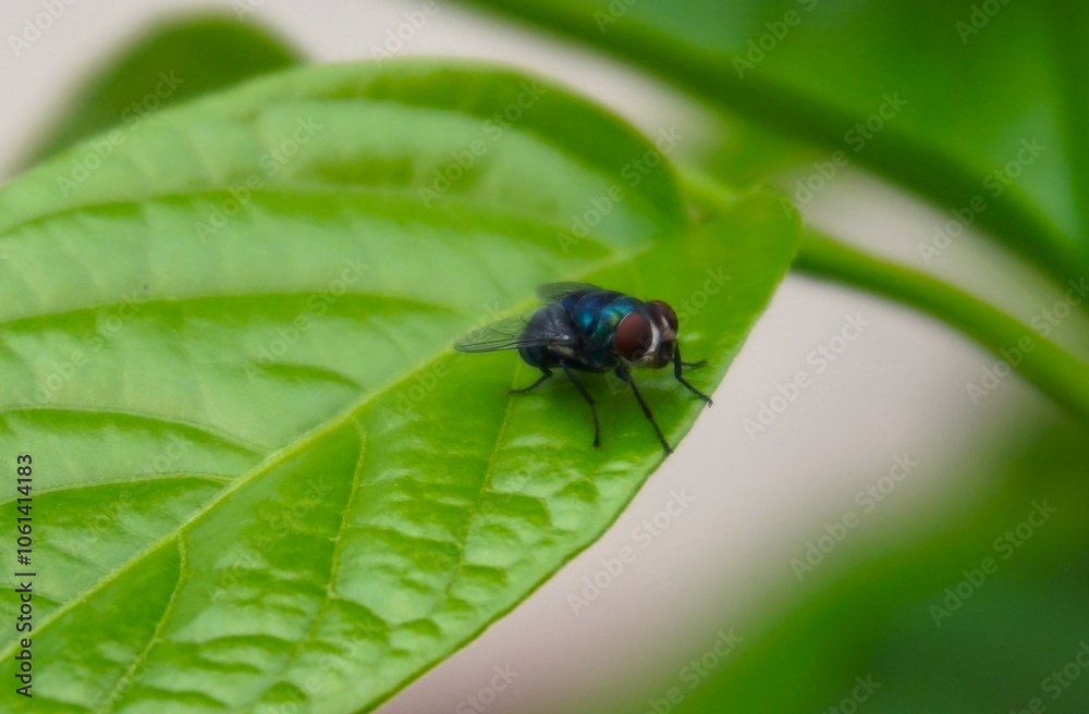 photo of a large green fly perched on a green leaf photo of a large green fly perched on a green leaf