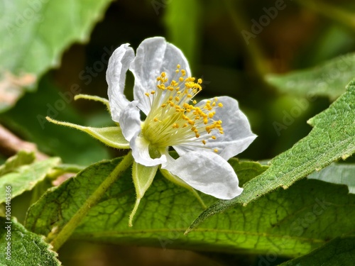 beautiful white flowers of the Muntingia calabura tree photo