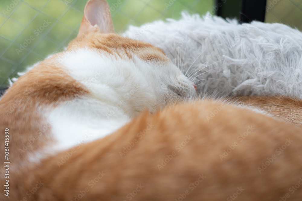 窓辺で眠る猫 茶トラ白 窓辺で眠る猫 茶トラ白