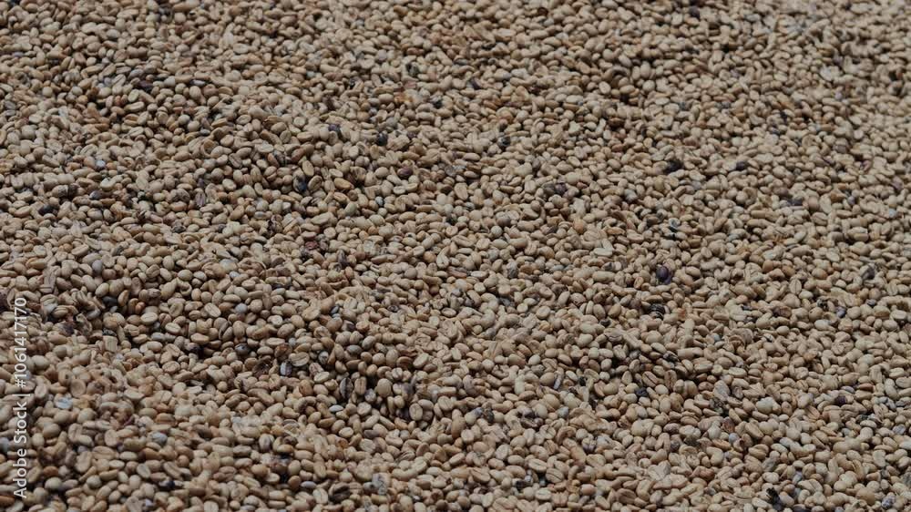 Fresh coffee beans are under sunlight at warm weather day. . High quality 4k footage Fresh coffee beans are under sunlight at warm weather day. . High quality 4k footage