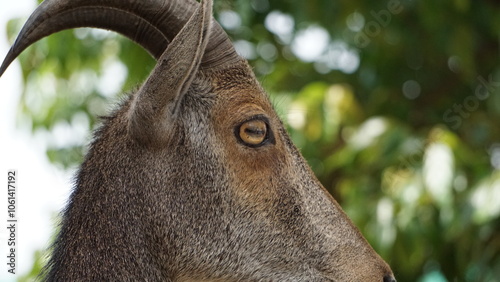 Nilgiri Tahr in Eravikulam national park photo