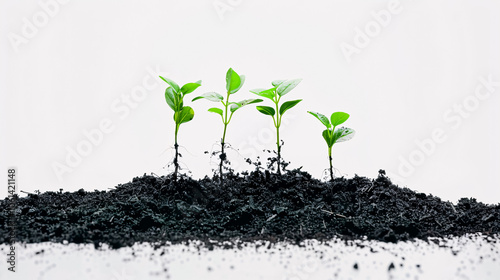 Saplings in Black Soil: Flat lay of saplings or seedlings in black soil, highlighting environmental protection and agriculture themes. photo