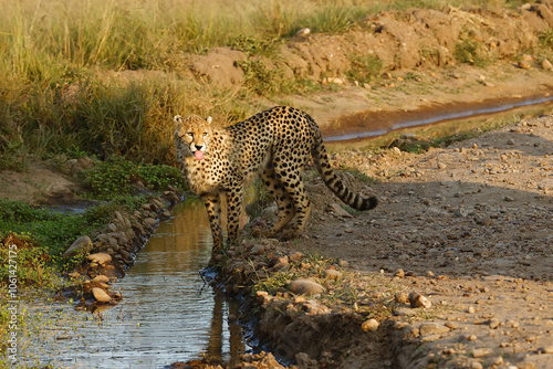 Cheetah quenching its thirst at a water hole at masai mara national park. Beatufiul pic with beautiful background. photo