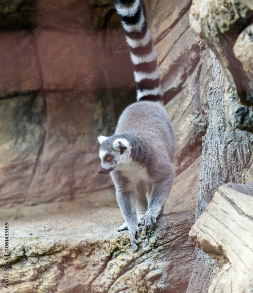 Obraz premium A gray and white striped lemur is walking on a rock