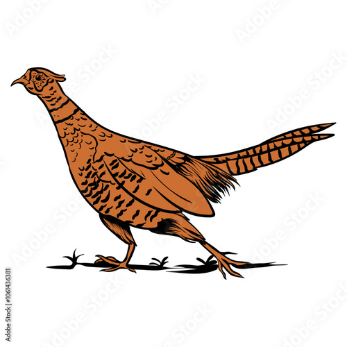 hand drawn pheasant on a white background