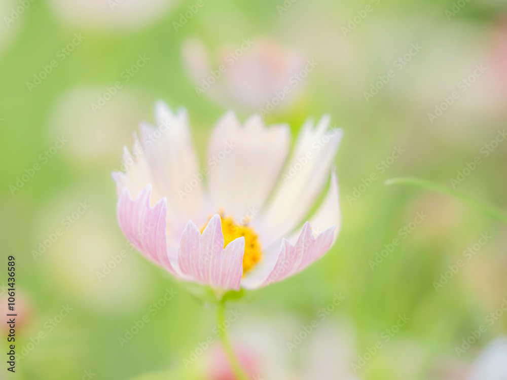 秋の公園や花壇を彩るコスモスのある風景。背景。自然風景素材。