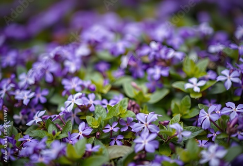 Wallpaper Mural Periwinkle flowers covering the ground. Torontodigital.ca