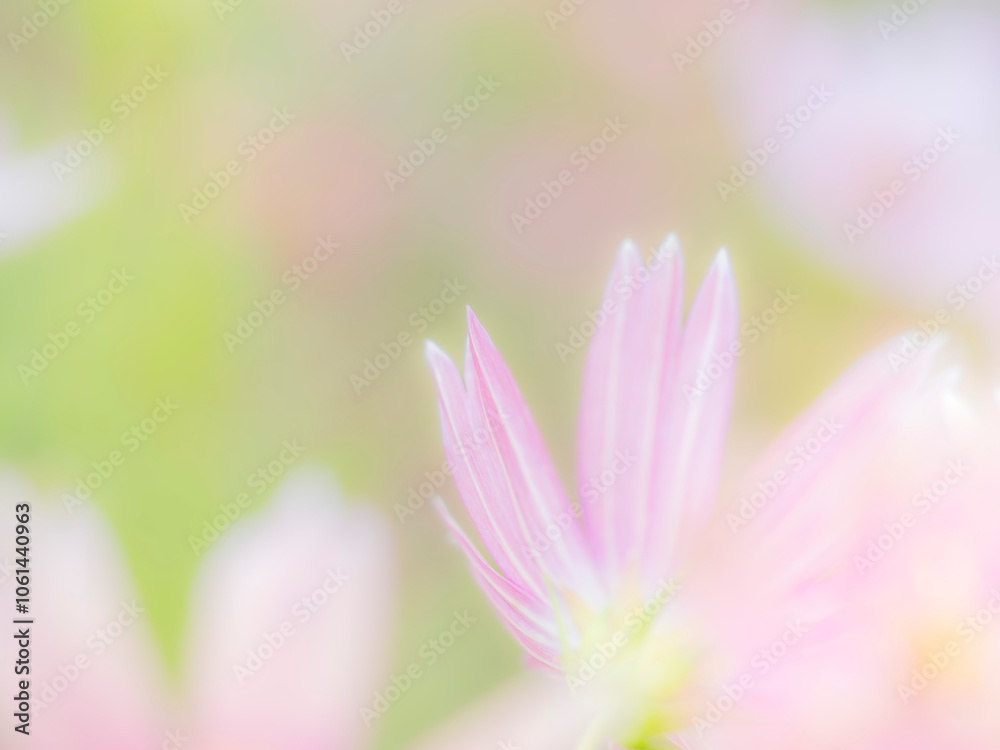 Fototapeta premium 秋の公園や花壇を彩るコスモスのある風景。背景。自然風景素材。