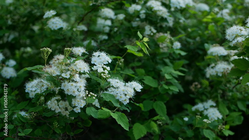 Wild flowers in a spring park. Evening landscape - small white flowers on a bush against the backdrop of a city garden.