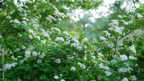 Wild flowers in a spring park. Evening landscape - small white flowers on a bush against the backdrop of a city garden.