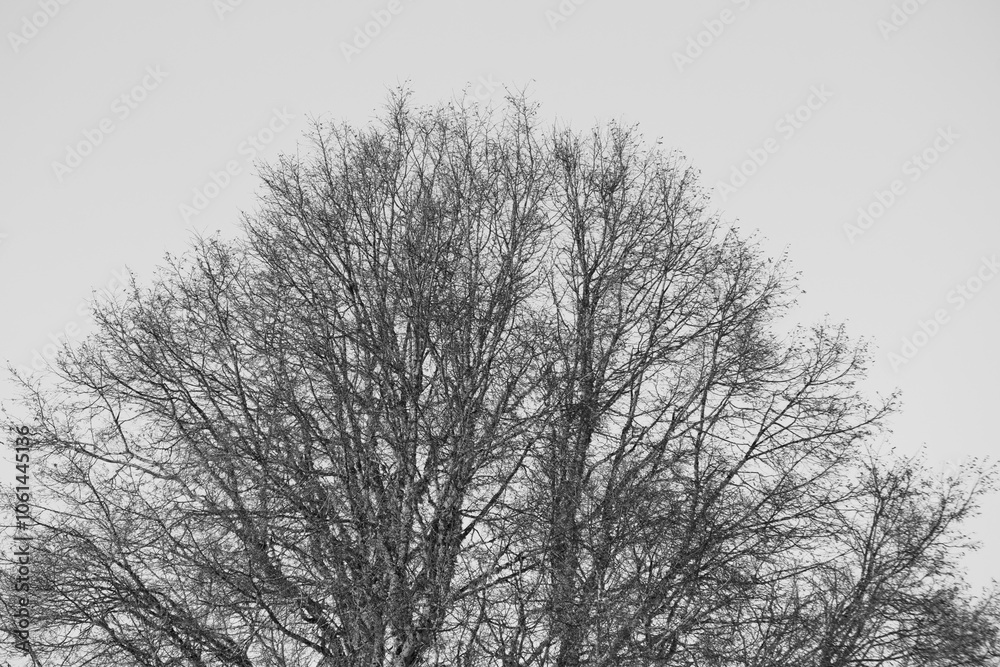 black and white image with tree in winter black and white image with tree in winter