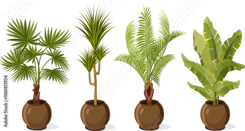 Indoor palm trees in pots.Vector set of palm trees in pots on a transparent background for interior design.