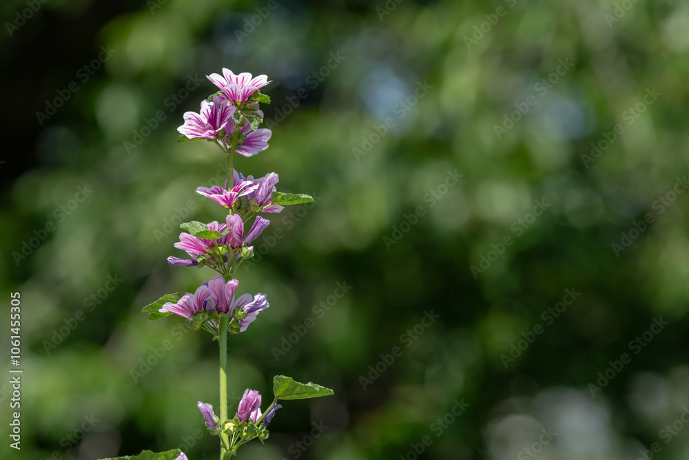 Obraz premium Malva mauritiana L.