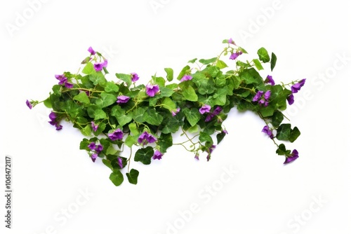 Ivy flower purple plant. photo