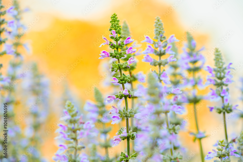 Obraz premium Macro Series : Close up shot of Mealy Cup Sage inflorescence flower