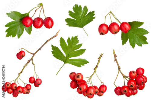 Ripe hawthorn berries and green leaves set isolated on white background