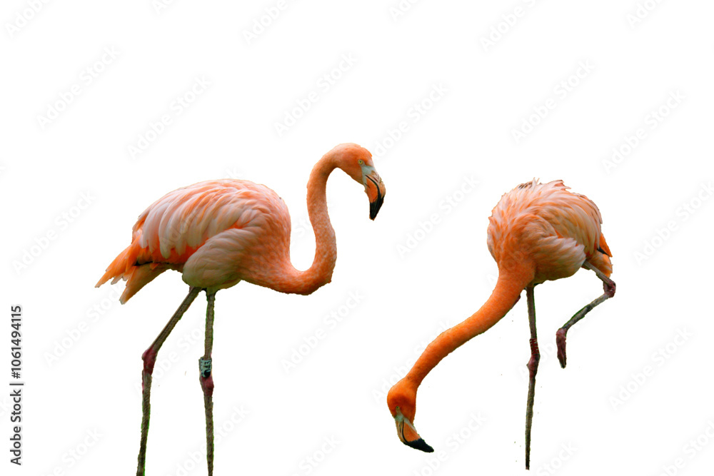 Obraz premium Flamingos