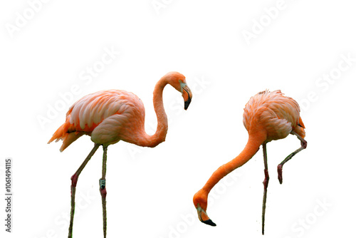 Flamingos