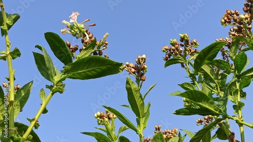 Tobacco plant flowers whose leaves have been harvested