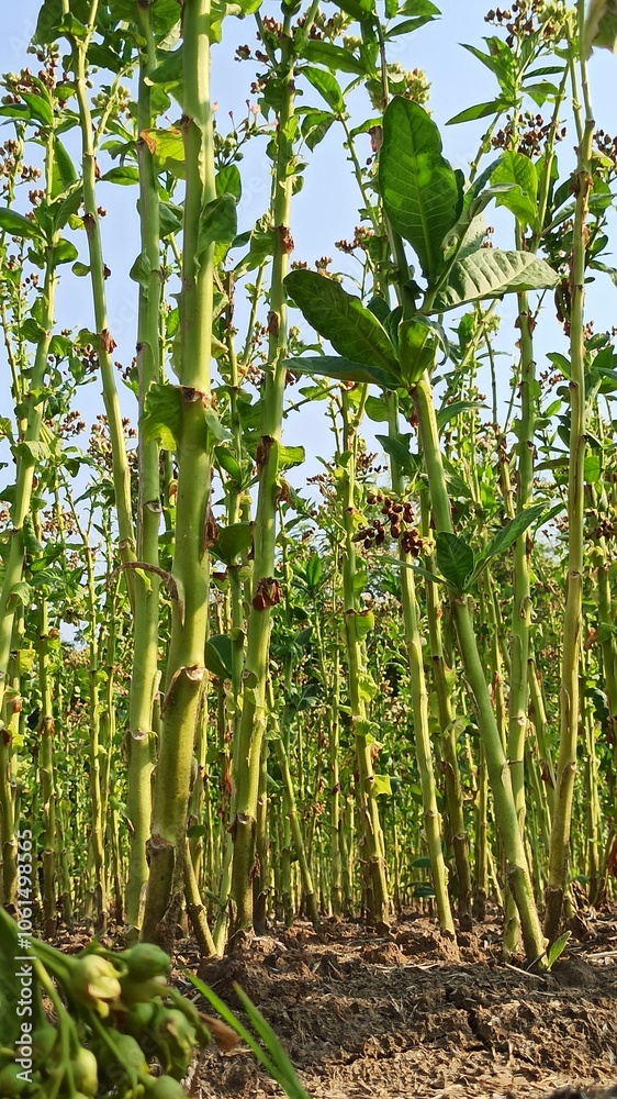 Fototapeta premium Tobacco tree whose leaves have been harvested