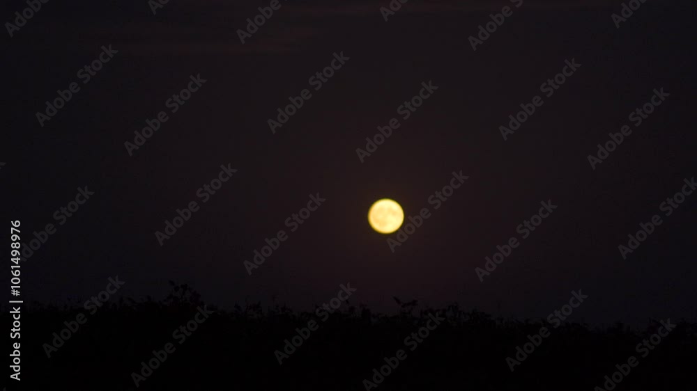 the full moon rises above the horizon, the moon shines over the plain in the field of soybean crops the full moon rises above the horizon, the moon shines over the plain in the field of soybean crops
