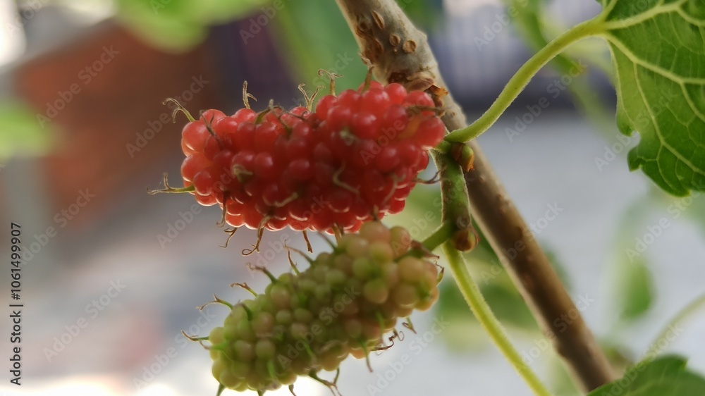 Obraz premium Red Mulberry on tree