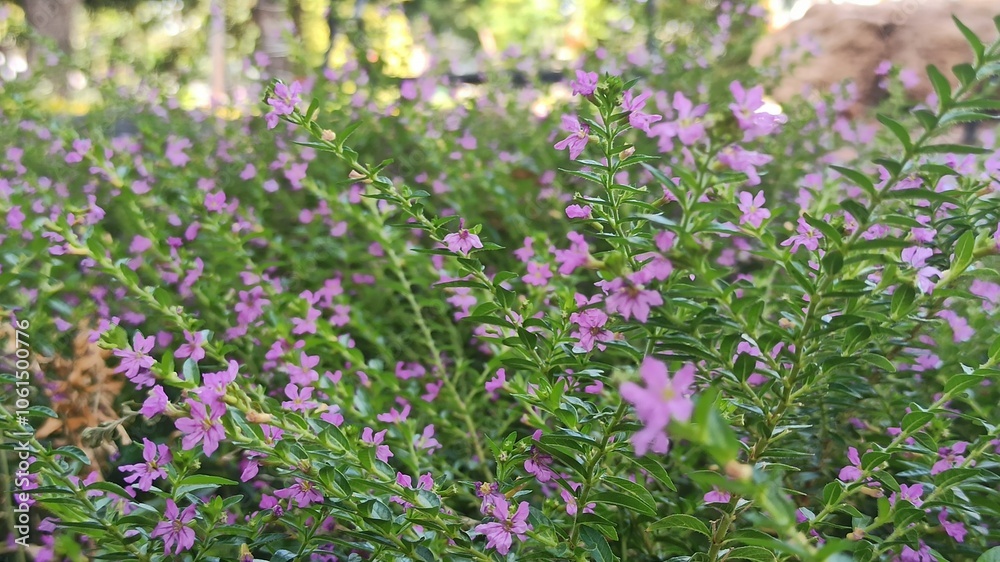 Fototapeta premium Cuphea hyssopifolia