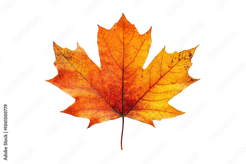 Isolated Maple Leaf on Transparent Background Isolated Maple Leaf on Transparent Background