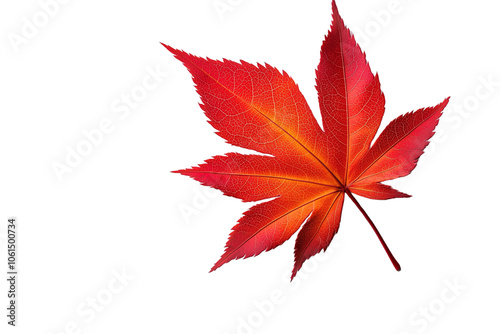 Isolated Maple Leaf on Transparent Background