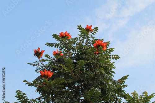 Flower of Spathodea campanulata, or African tulip tree, with sky background, view from below