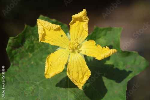 Luffa is a genus of tropical and subtropical vines photo