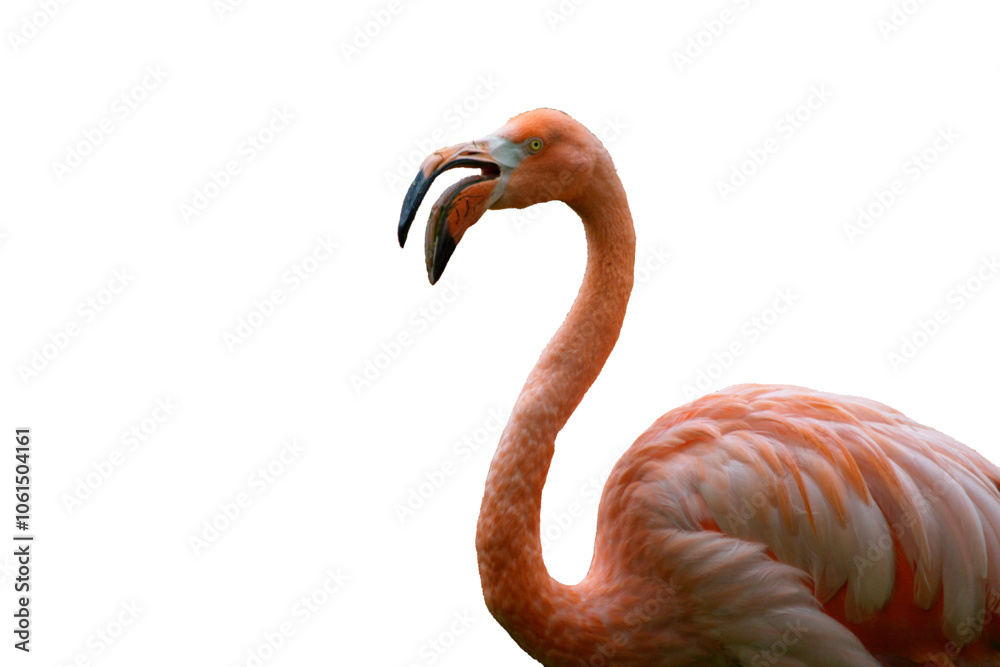 Obraz premium Flamingo