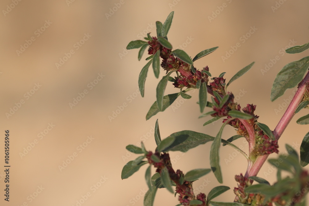 Obraz premium Amaranthus blitoides or mat amaranth is a glabrous annual plants species