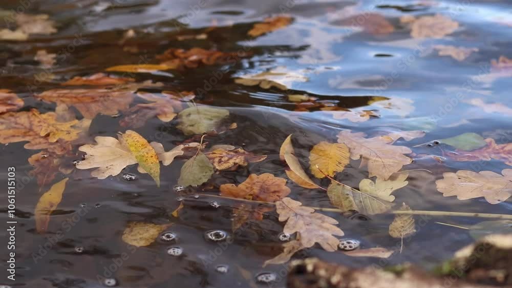 Autumn fallen leaves on the surface of water in a river or lake. Autumn atmosphere. Leaves on the surface of a lake near the shore, close-up. Nature Autumn fallen leaves on the surface of water in a river or lake. Autumn atmosphere. Leaves on the surface of a lake near the shore, close-up. Nature