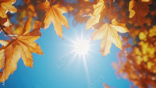 Autumn background with maple leaves and bokeh,Fall blurred background, Yellow and red maple leaves are flying and falling down. Autumnal landscape.water drop on leaf,space for text.