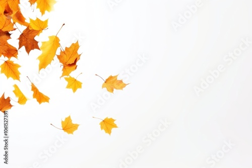 Wallpaper Mural Autumn leaves backgrounds falling maple. Torontodigital.ca