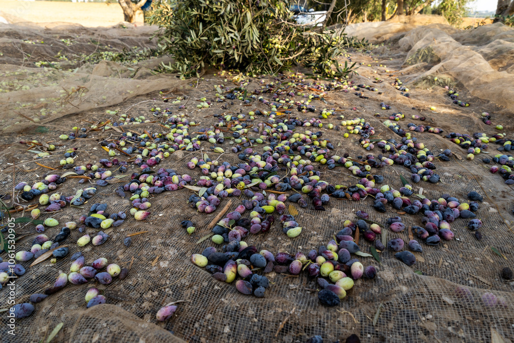 Obraz premium Barna organic olives for the olive oil industry
