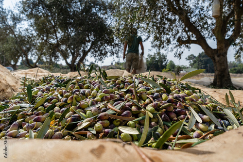 Barnea organic olives for the olive oil industry photo