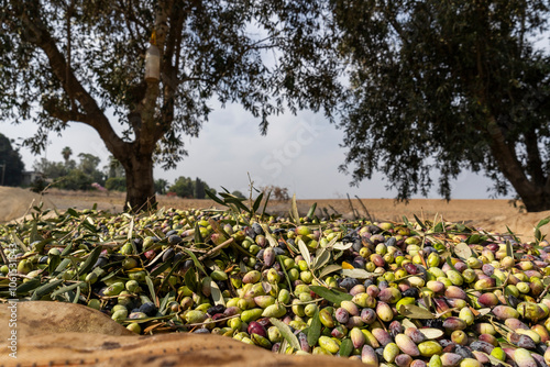 Barnea organic olives for the olive oil industry photo