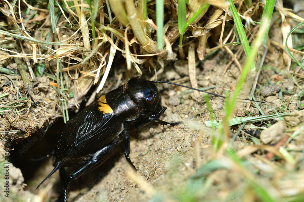 Macrophotography of head of insect field cricket
