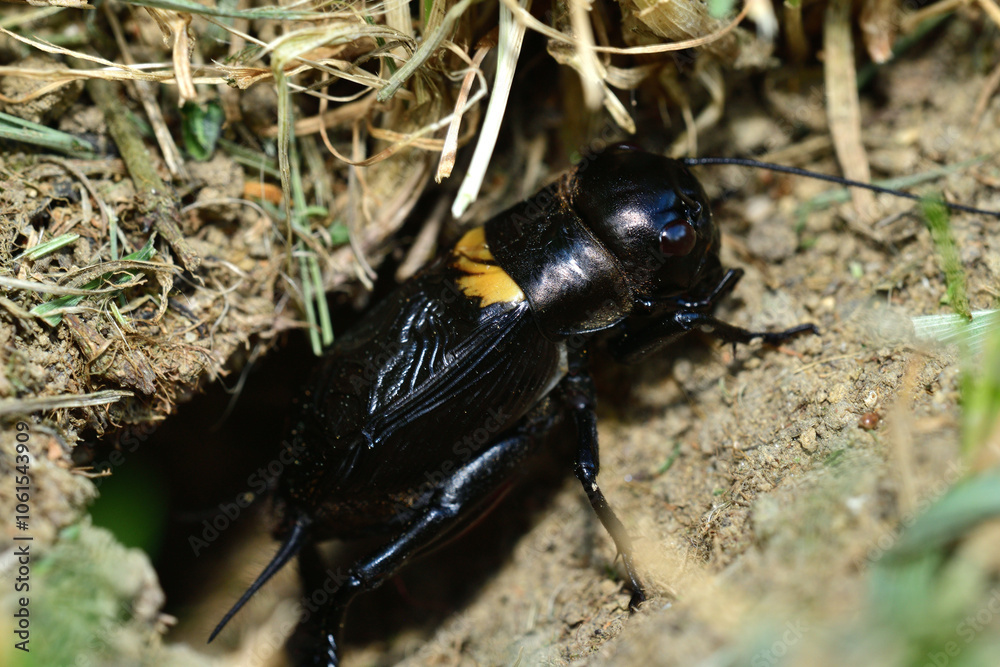 Macrophotography of head of insect field cricket