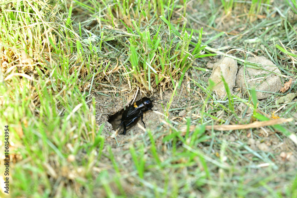 A Gryllus campestris sticks up its black head out of its hole in the ground