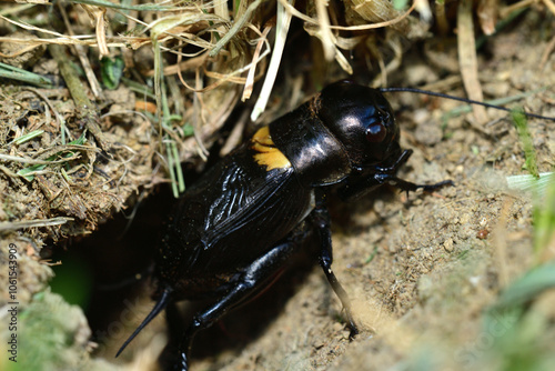 Obraz na płótnie Macrophotography of head of insect field cricket w salonie