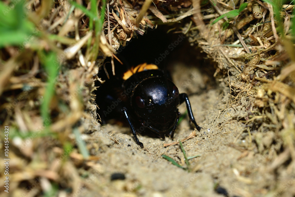 European field cricket comes out of a hole in the ground to the surface