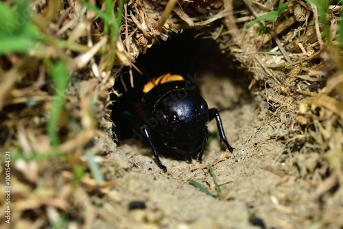 Obraz na płótnie European field cricket comes out of a hole in the ground to the surface w salonie