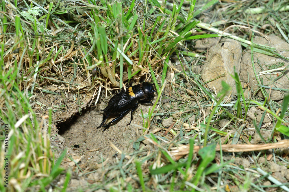 A Gryllus campestris sticks up its black head out of its hole in the ground